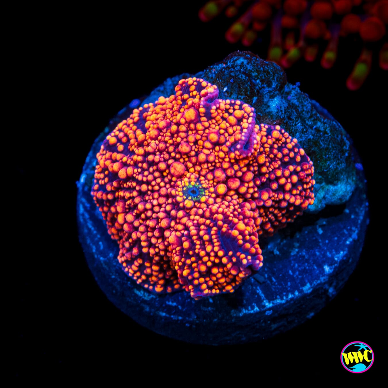 Red Interstellar Disco Mushroom - Actinic Photo