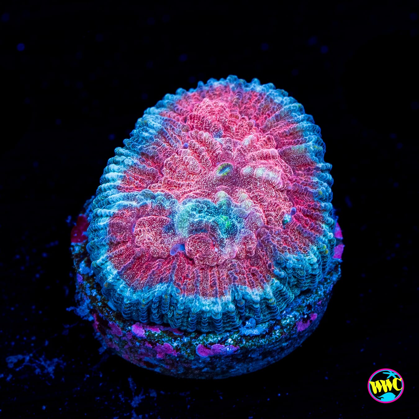 WWC Blood Rayne Favia - Actinic Photo