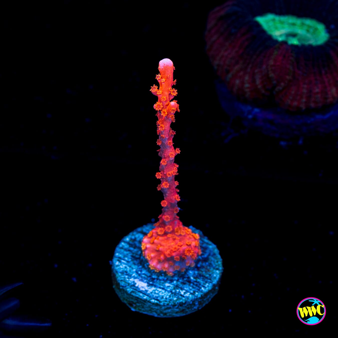 Jason Fox Fire Starter Montipora - Actinic Photo