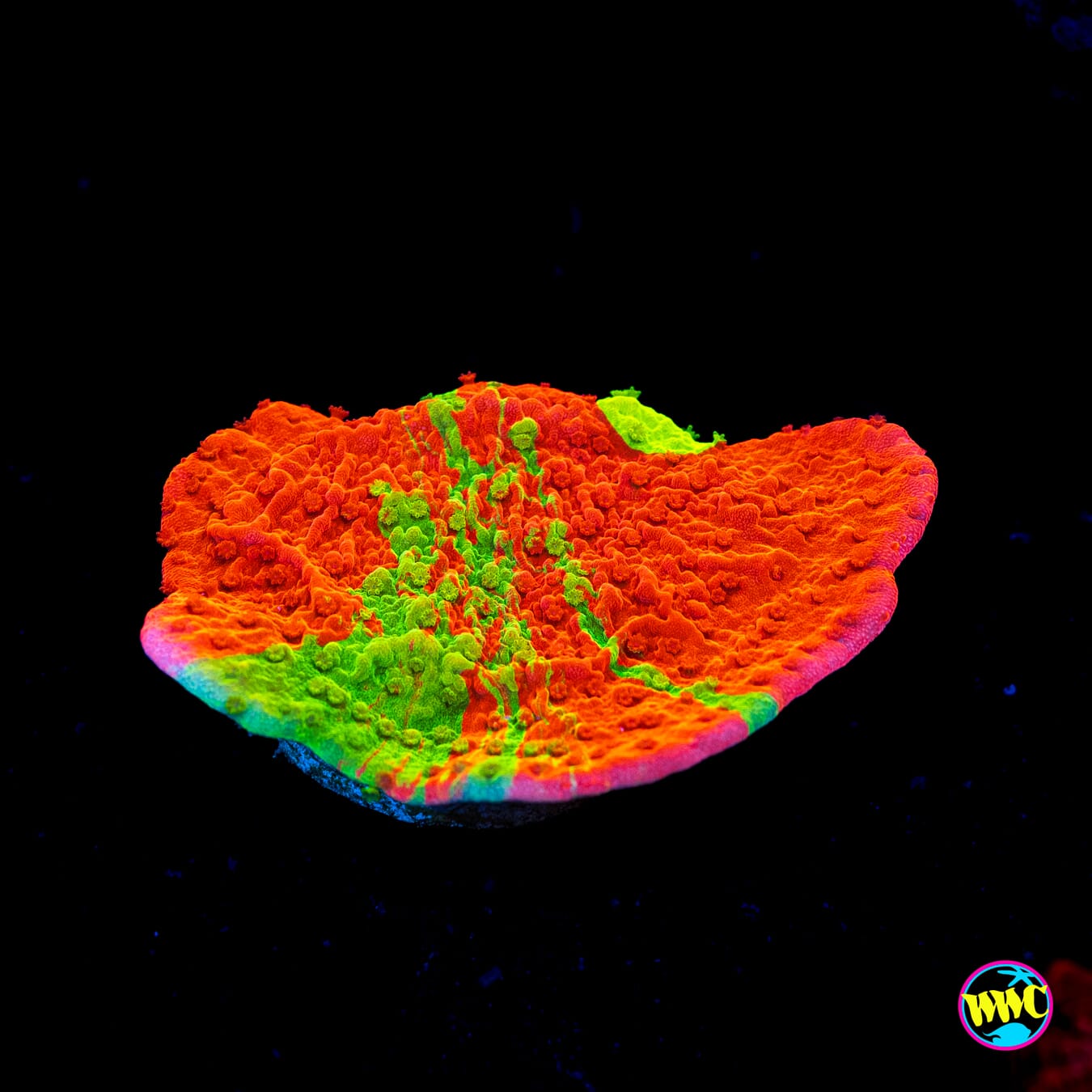 WWC Triple Threat Grafted Montipora - Actinic Photo