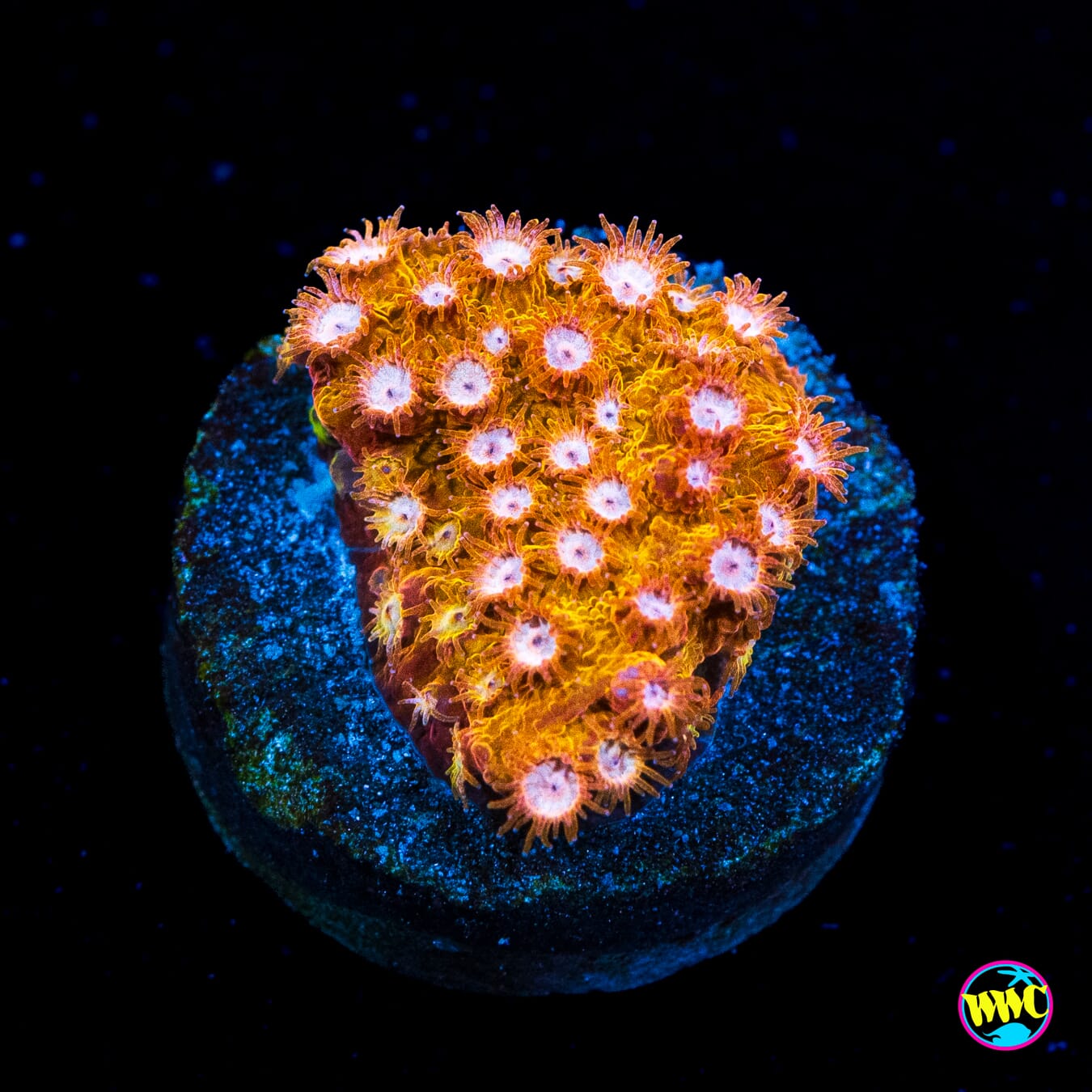 WWC Butterscotch Cyphastrea - Actinic Photo