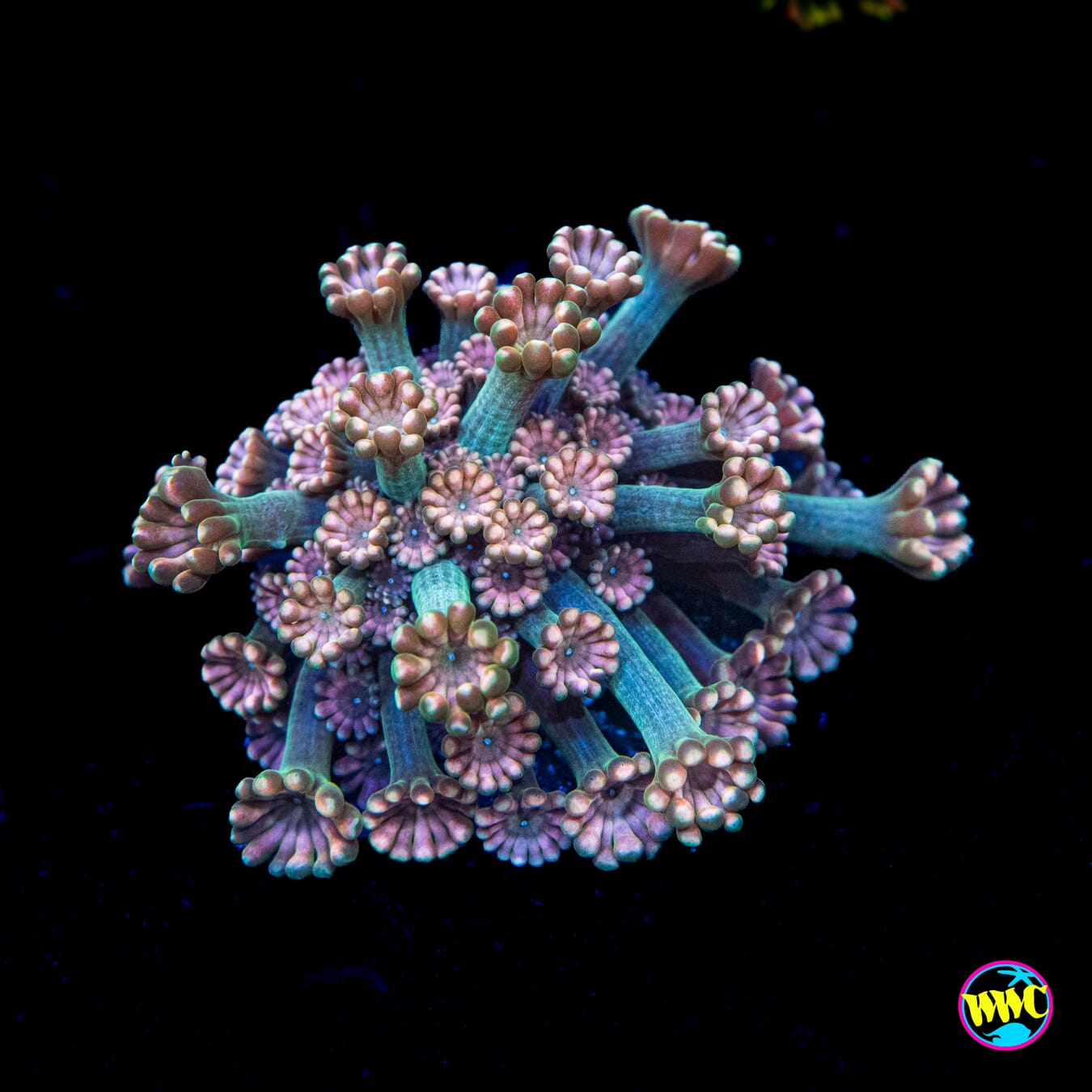 Pinkerton Alveopora - Actinic Photo