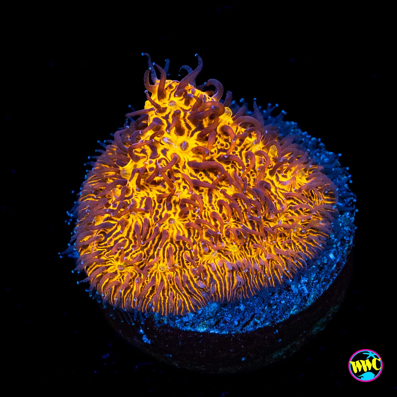 WWC 24K Lithophyllon - Actinic Photo