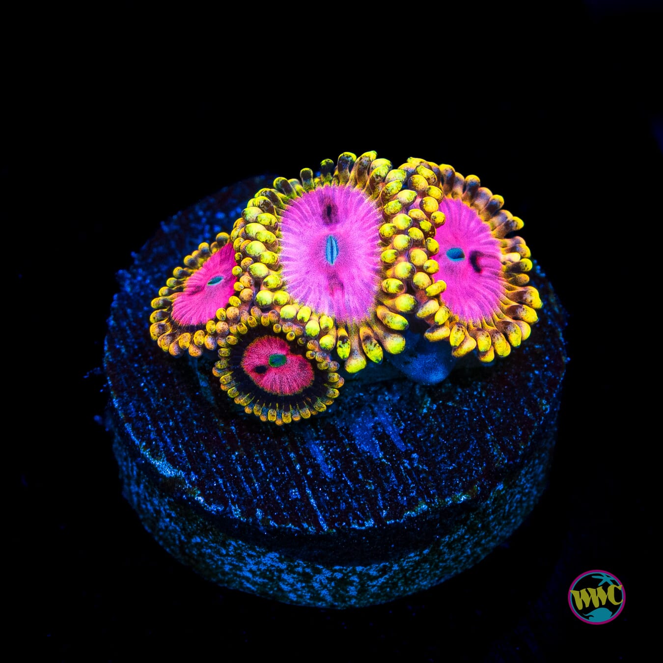 RR Pink Diamond Zoanthids - Actinic Photo