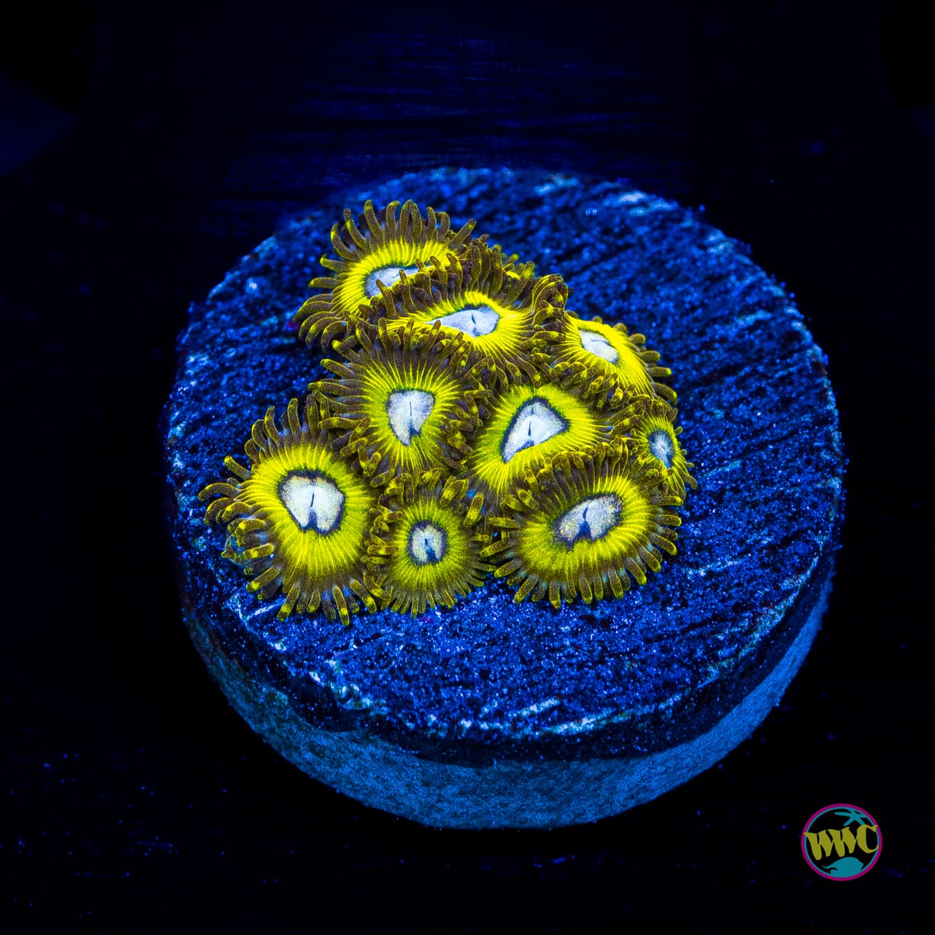 Pikachus Zoanthids - Actinic Photo