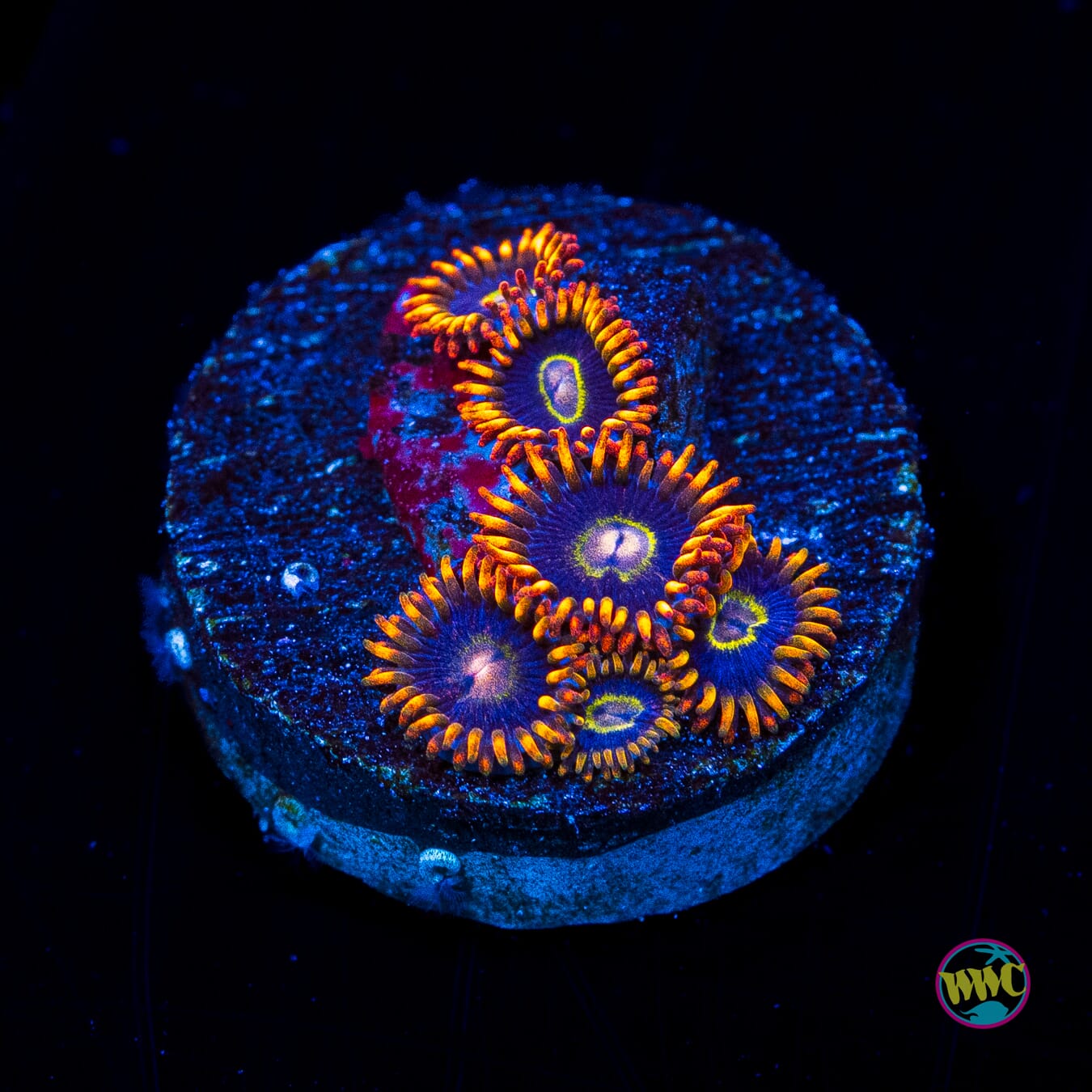 Rainbow Hornet Zoanthids - Actinic Photo