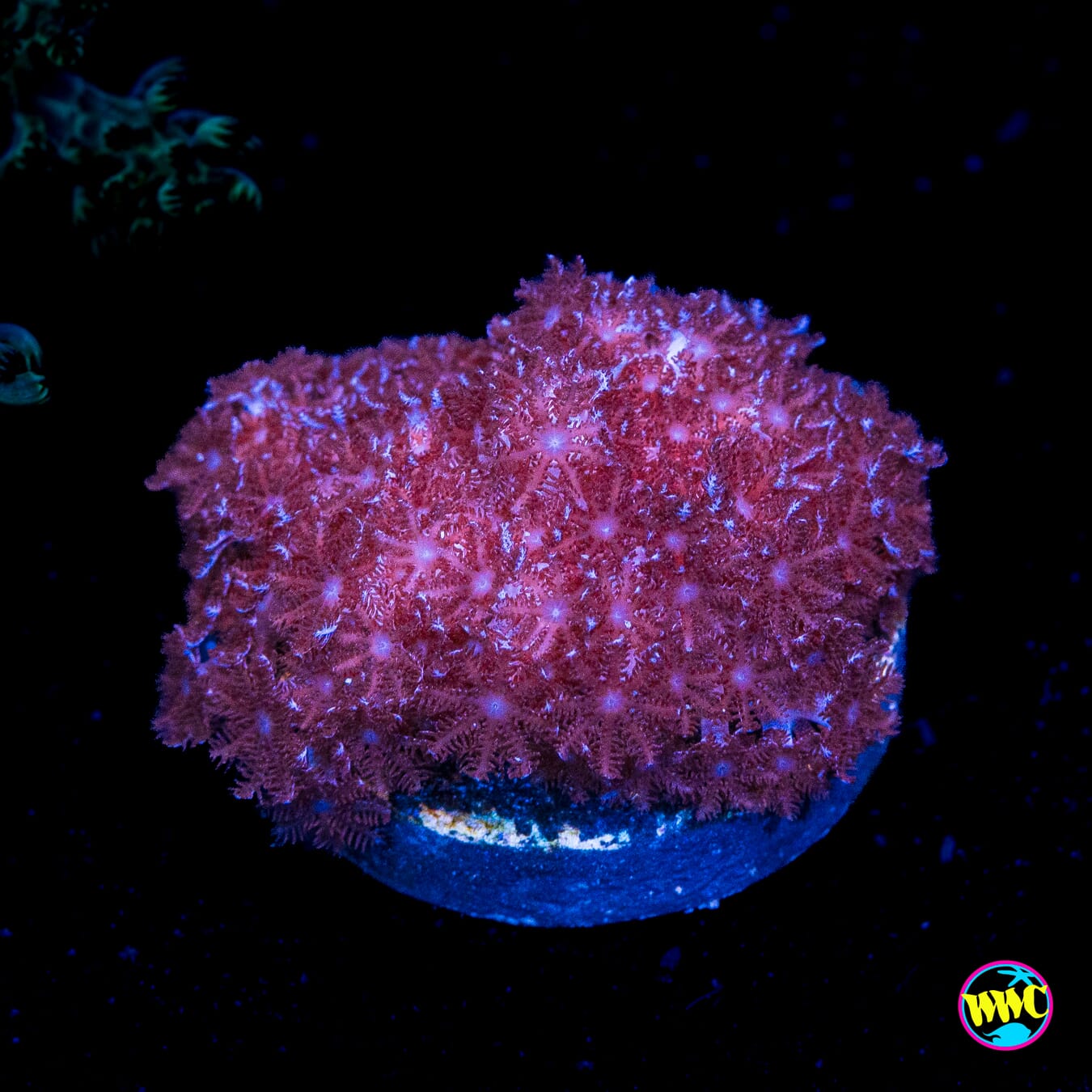 WWC Speckled Leather Coral - Actinic Photo