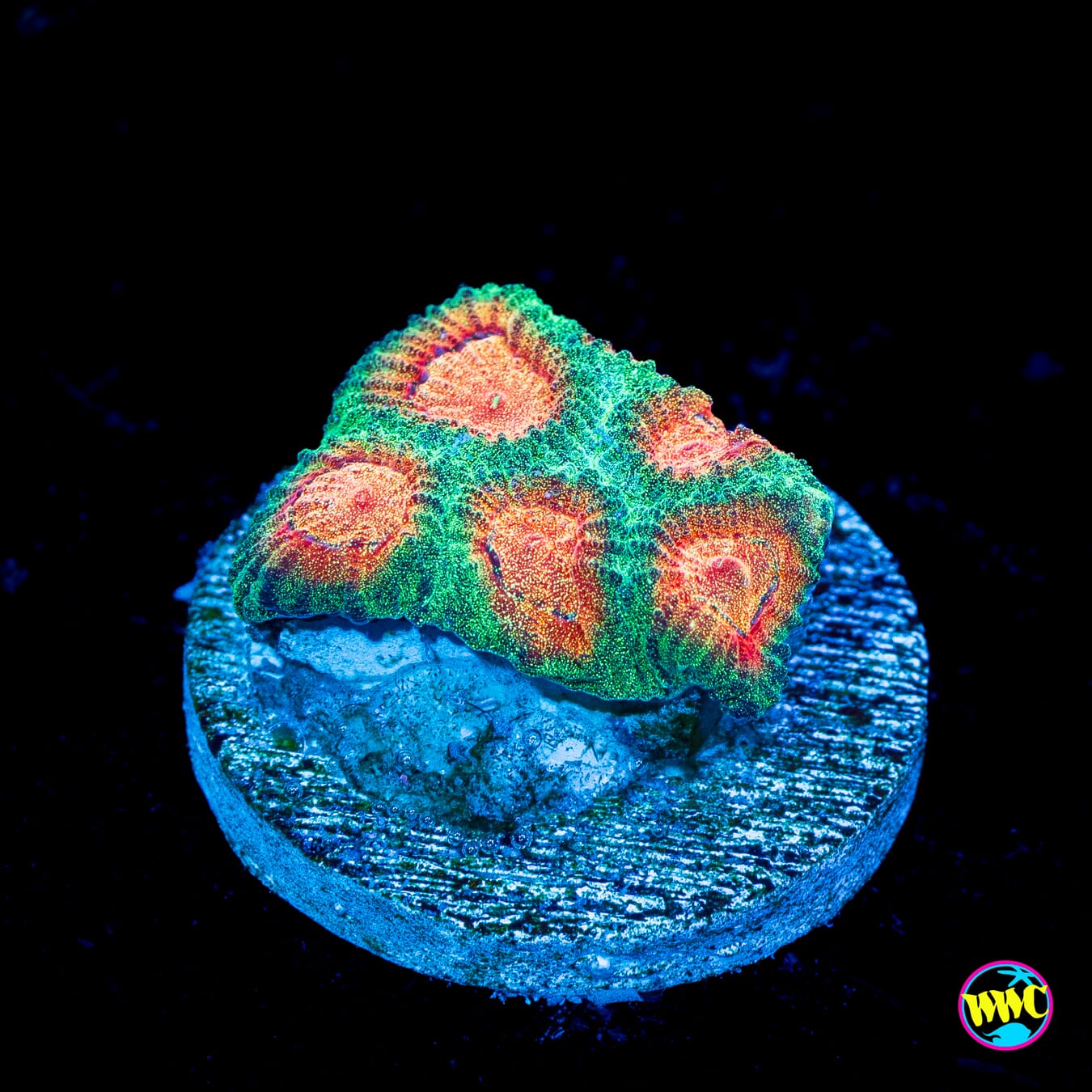 WWC Honey Pot Favia - Actinic Photo