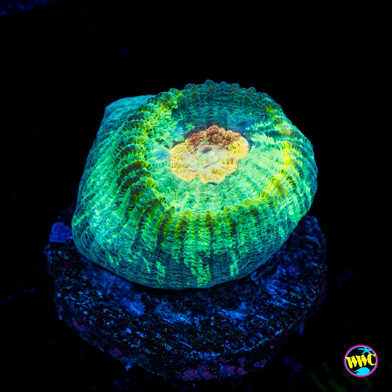 Sunnyside Favia - Actinic Photo