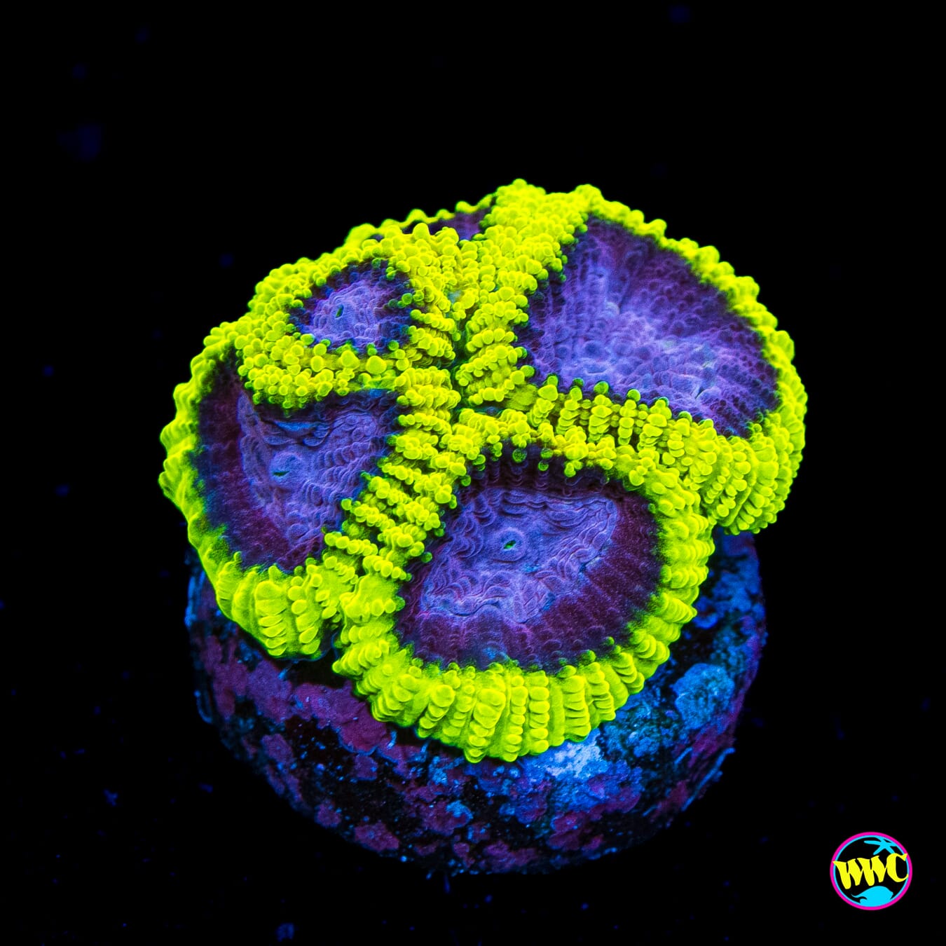 WWC Space Monkey Favia - Actinic Photo