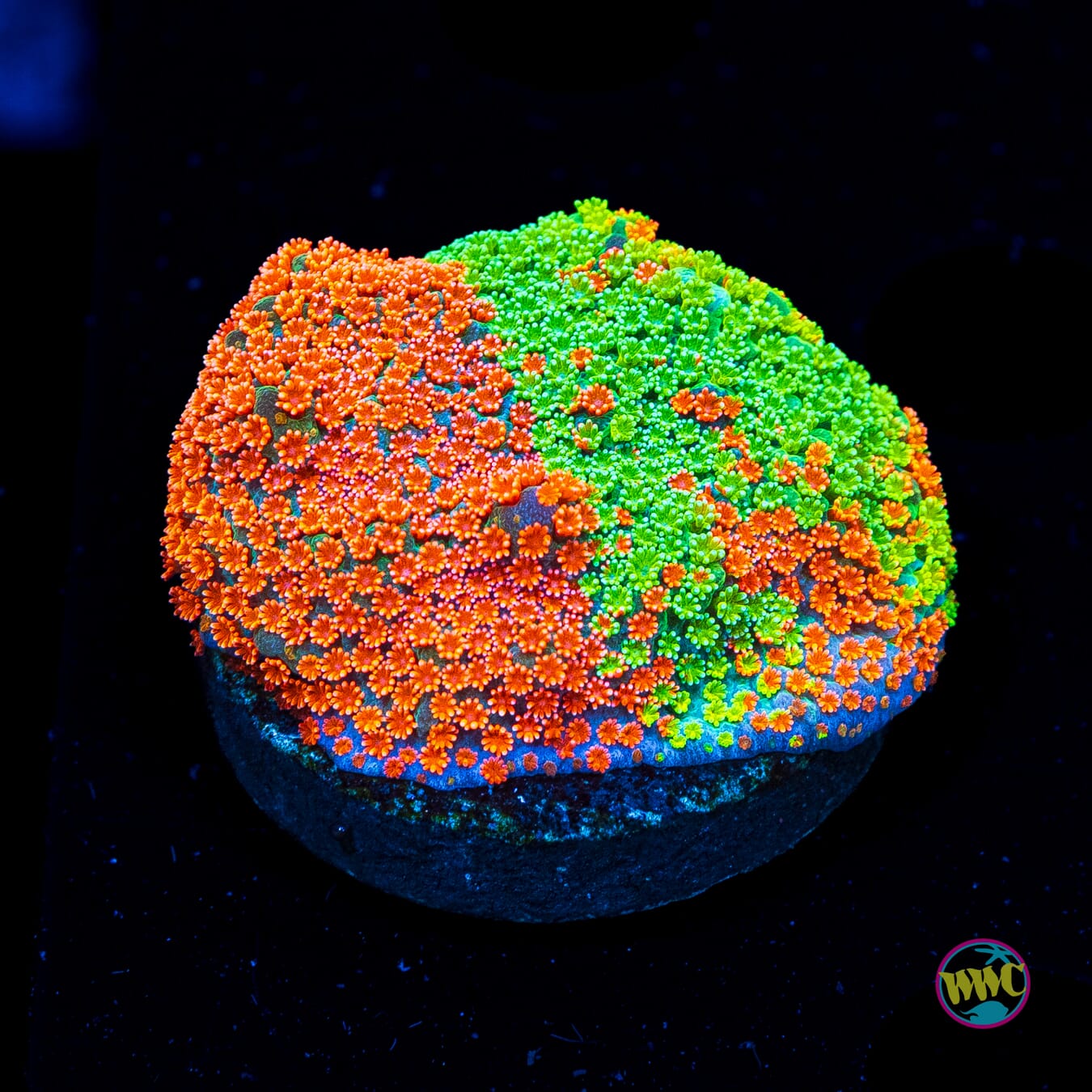 Jason Fox Dizzy Spell Montipora - Actinic Photo