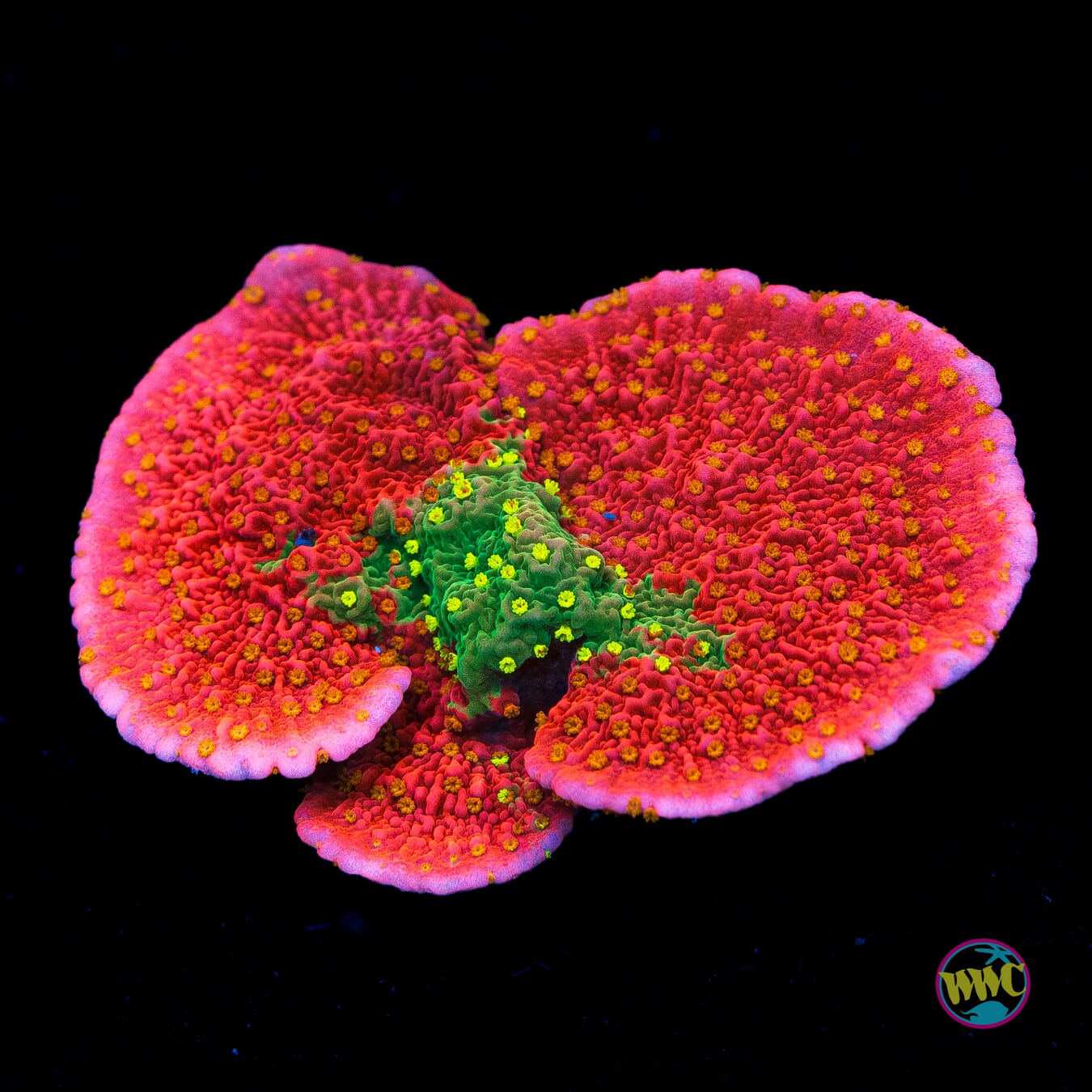 WWC Sunfire Grafted Cap Montipora - Actinic Photo