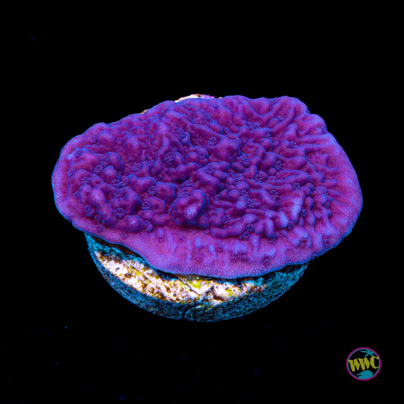 Vivid's Purple Cap Montipora - Actinic Photo