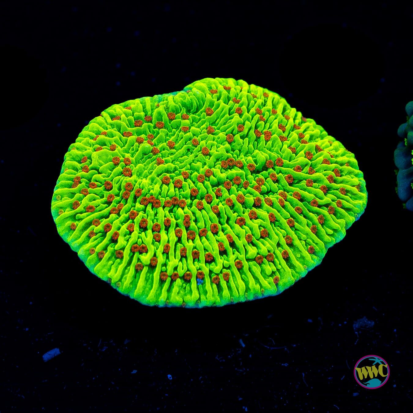 WWC Cousin Eddie's Toxic Montipora - Actinic Photo