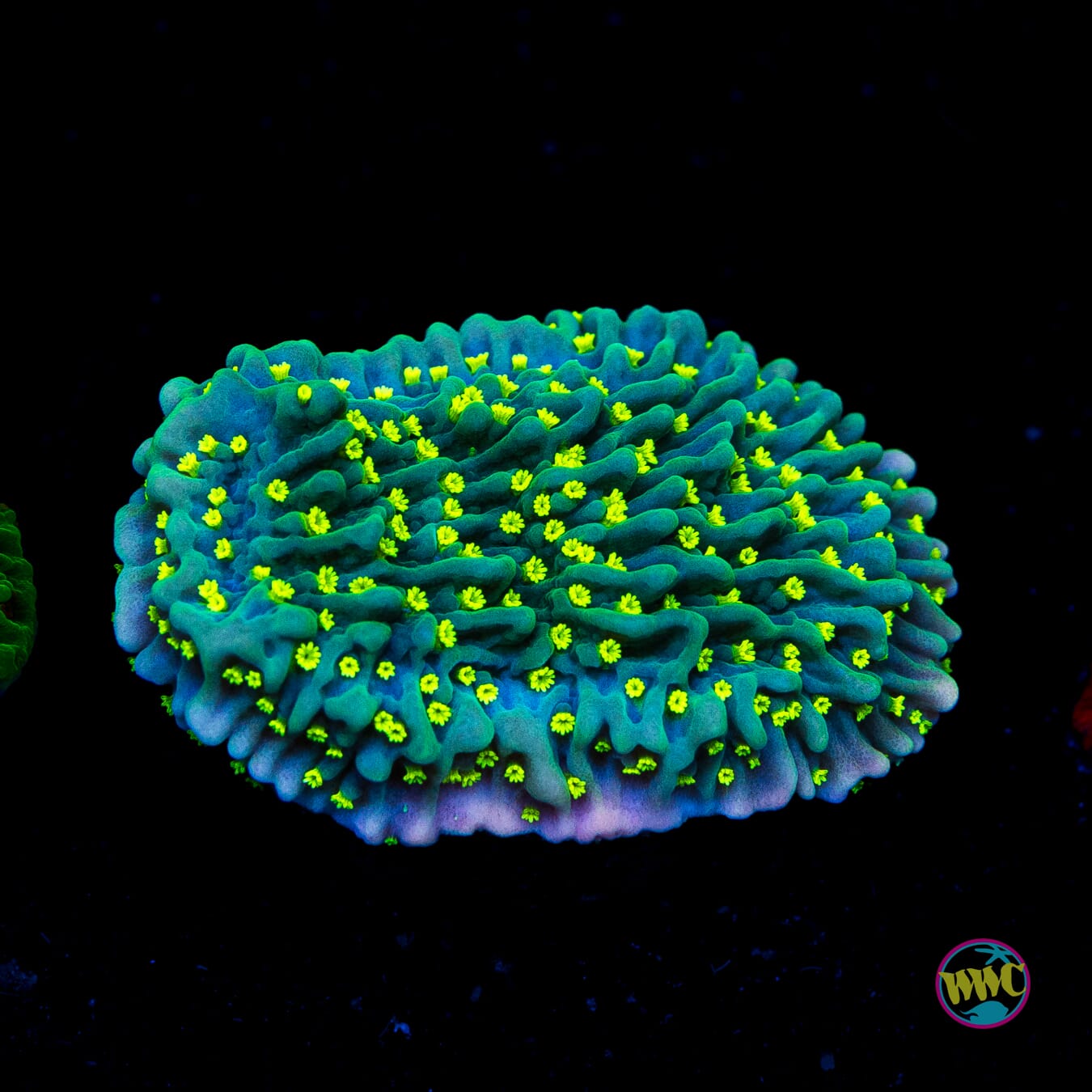 Jason Fox Frankies Hot Pink RIm Montipora - Actinic Photo