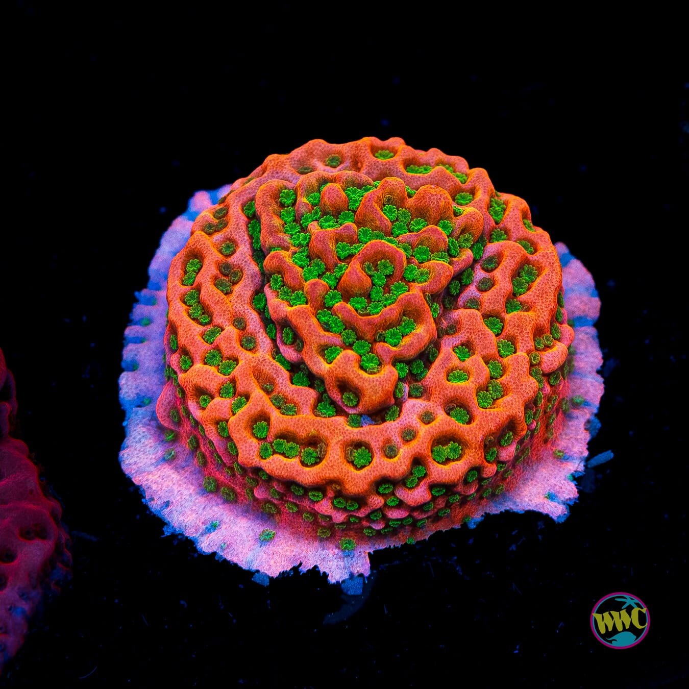 Sunset Imposter Montipora - Actinic Photo