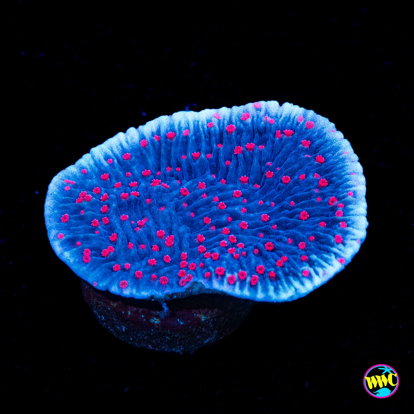 Red Roses Montipora - Actinic Photo
