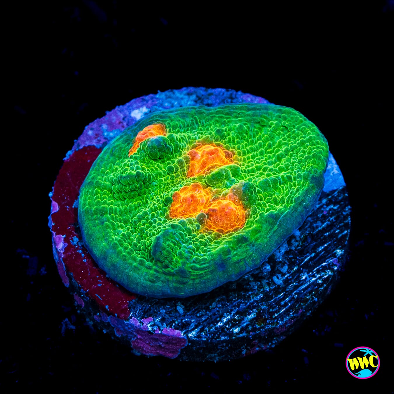 WWC Captain Citrus Chalice - Actinic Photo