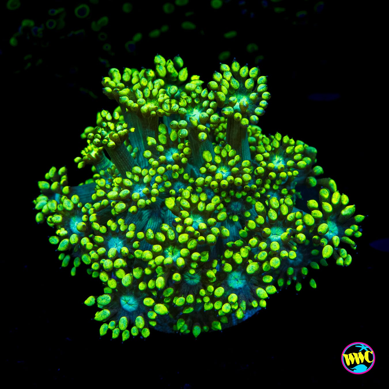 Swamp Monster Goniopora - Actinic Photo