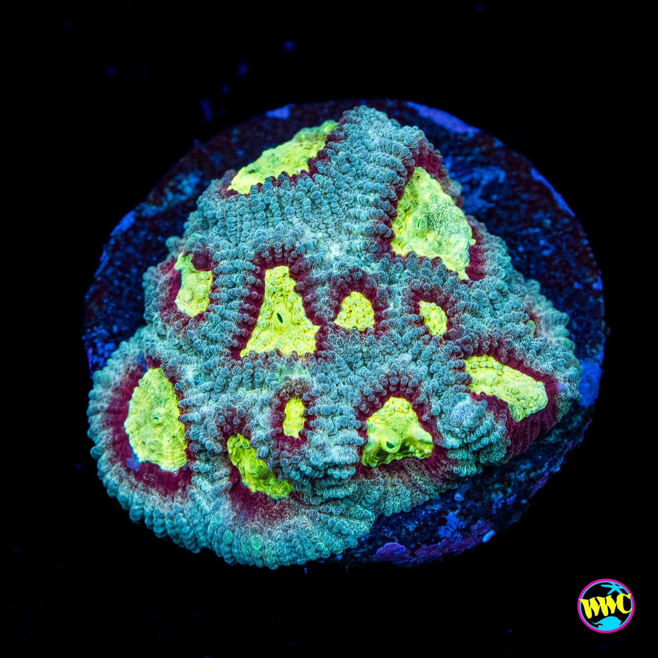 WWC All Star Favia - Actinic Photo