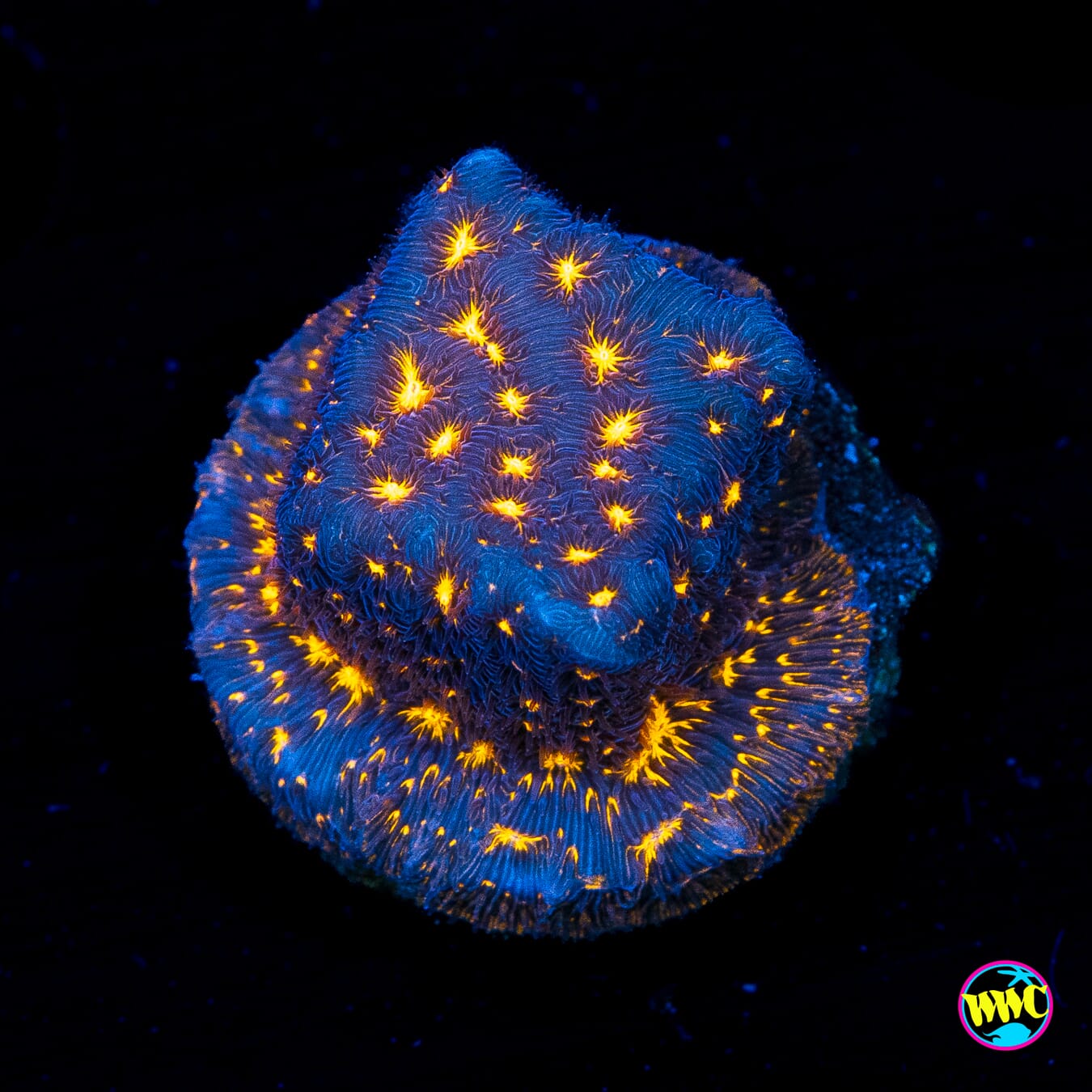WWC Gold Nugget Leptoseris - Actinic Photo