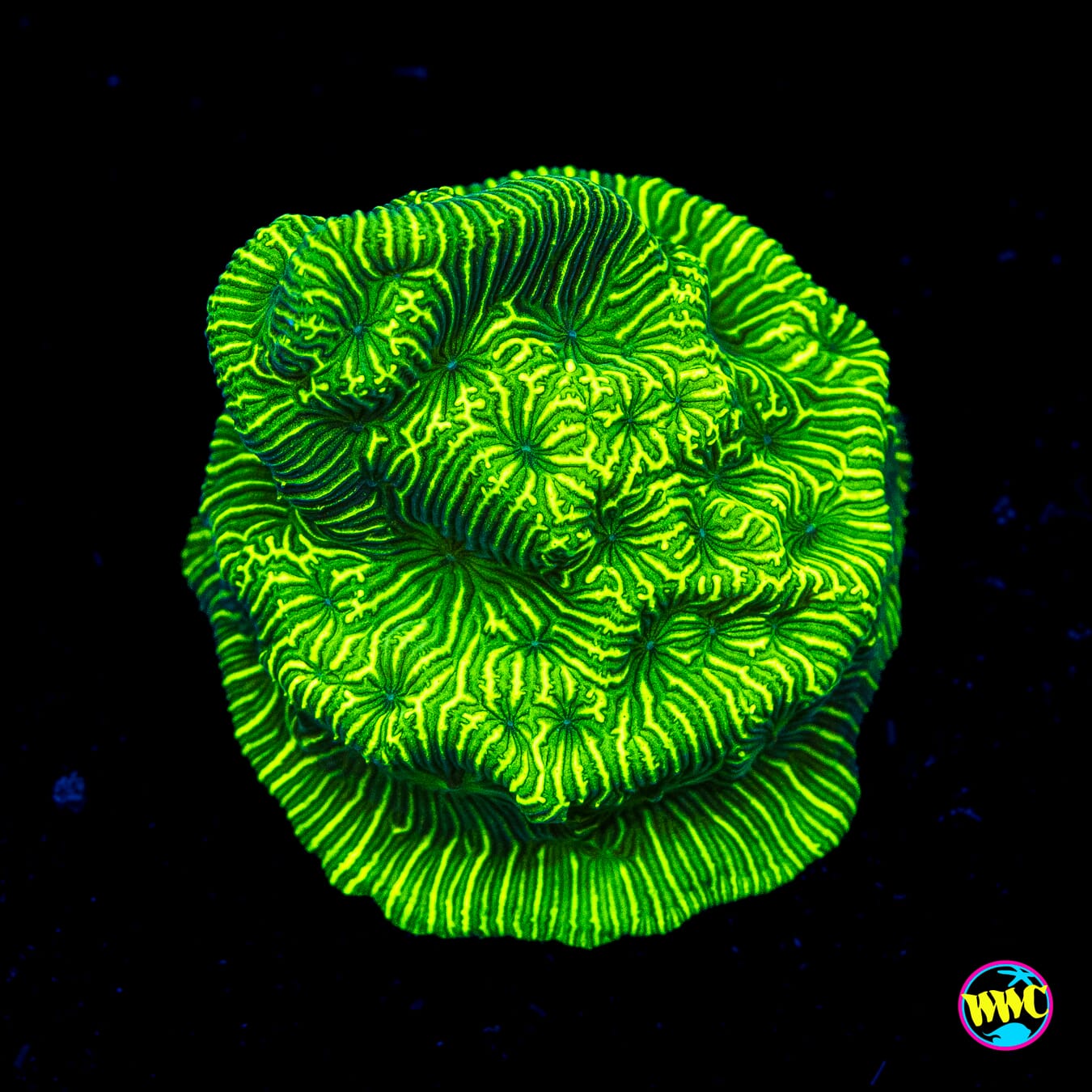 WWC Flubber Leptoseris - Actinic Photo