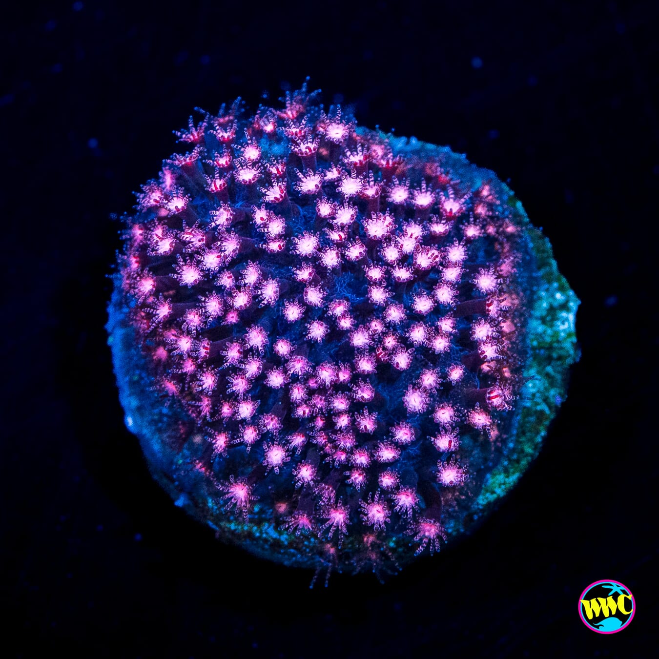 JC Pink Polyp Stylocoeniella - Actinic Photo
