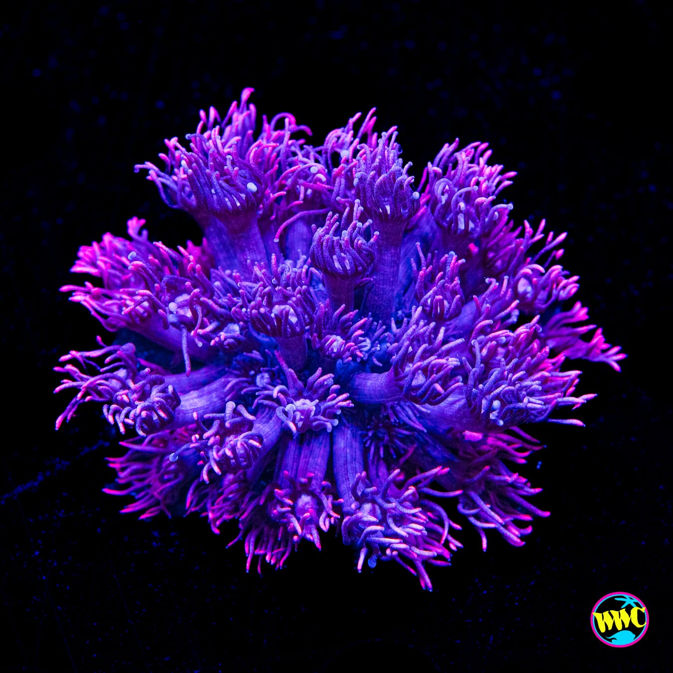 Pink Lady Goniopora - Actinic Photo