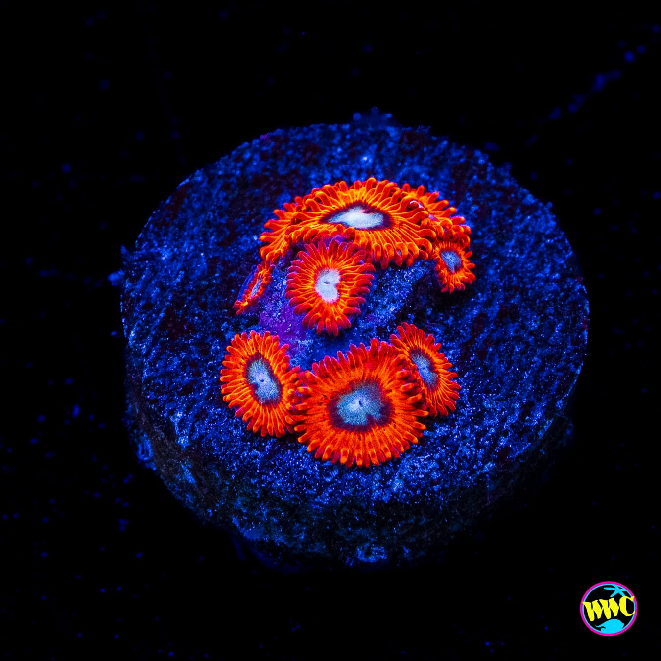 Charmanderz Zoanthids - Actinic Photo