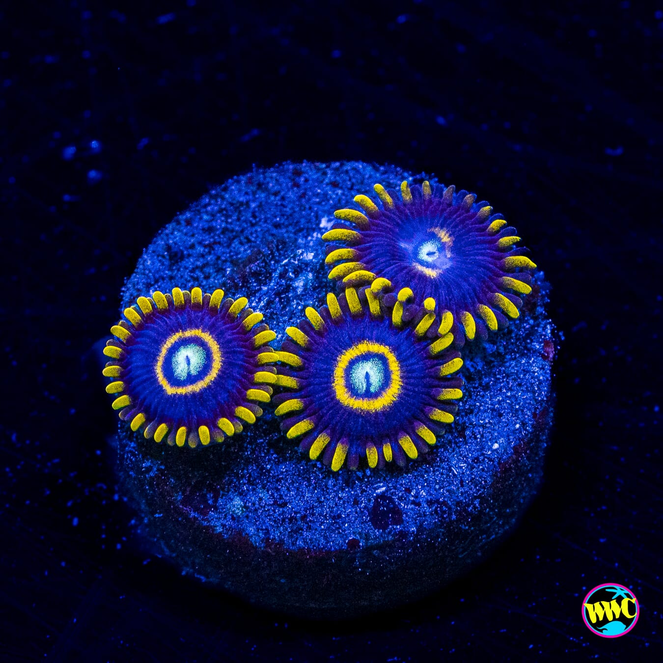 Blue Hornet Zoanthids - Actinic Photo