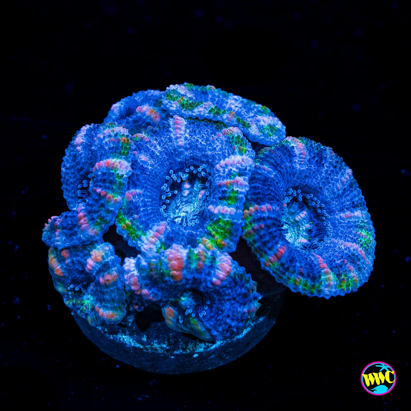 Bubbalicious Aussie Lord - Actinic Photo