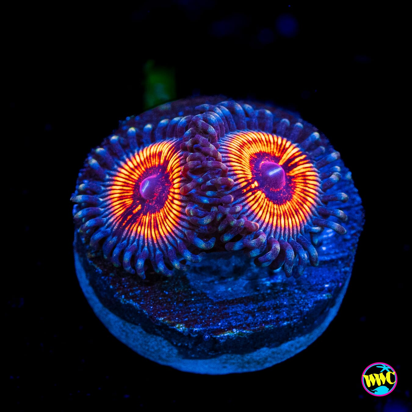 Armor of God Zoanthids - Actinic Photo