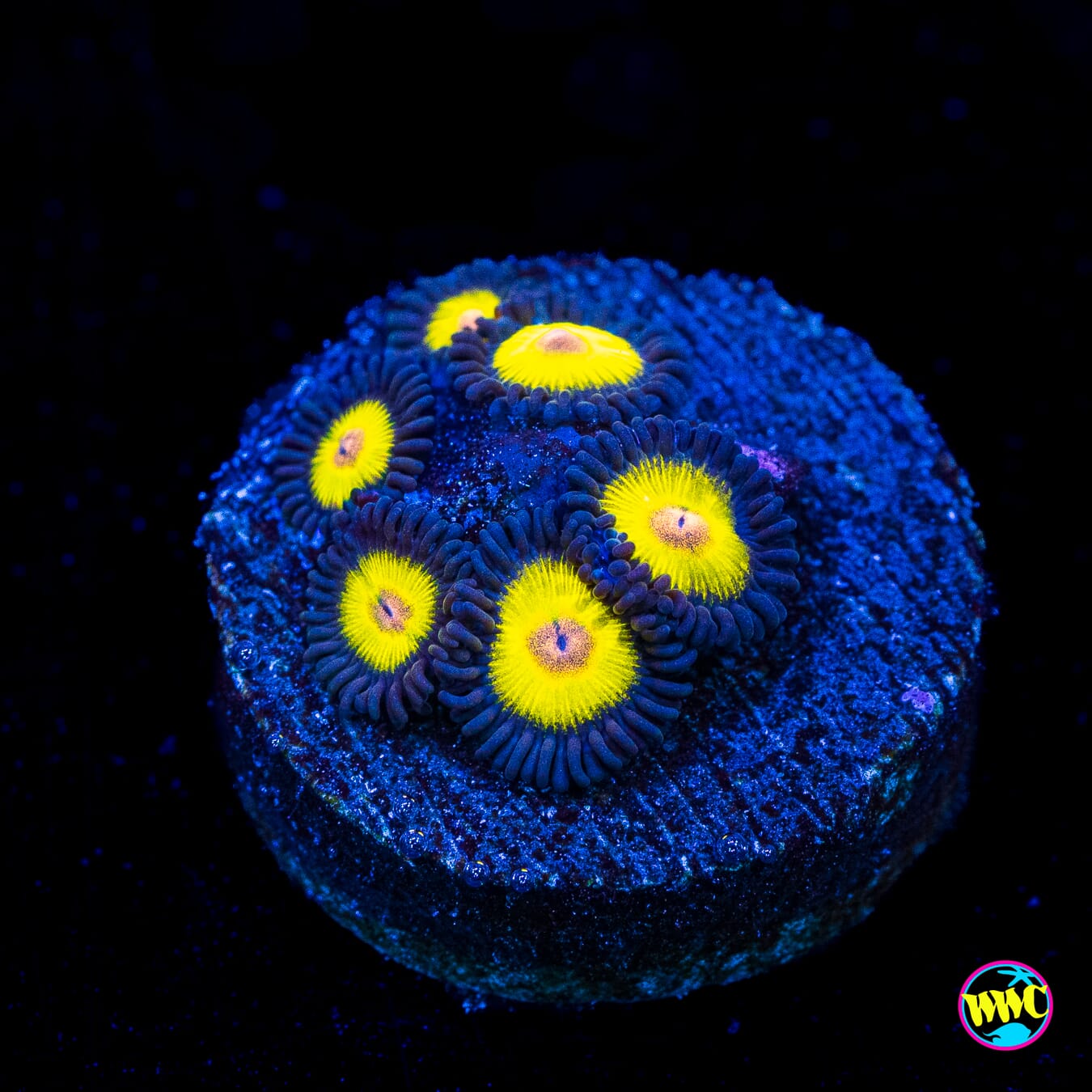 Golden Eye Zoanthids - Actinic Photo