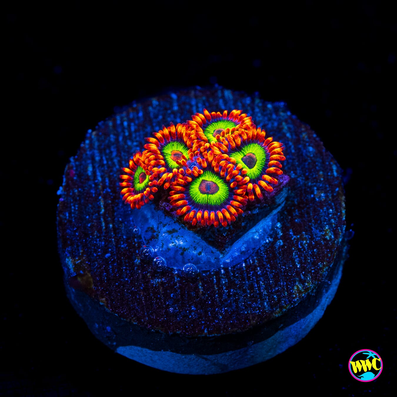 Jason Fox Vegas Strip Zoanthids - Actinic Photo