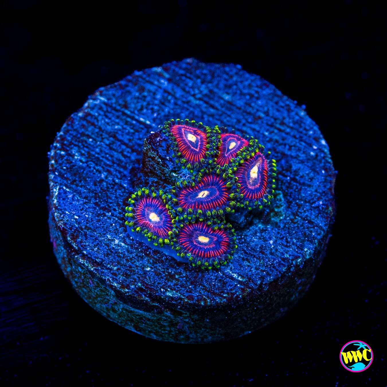WWC Mini Me Zoanthids - Actinic Photo