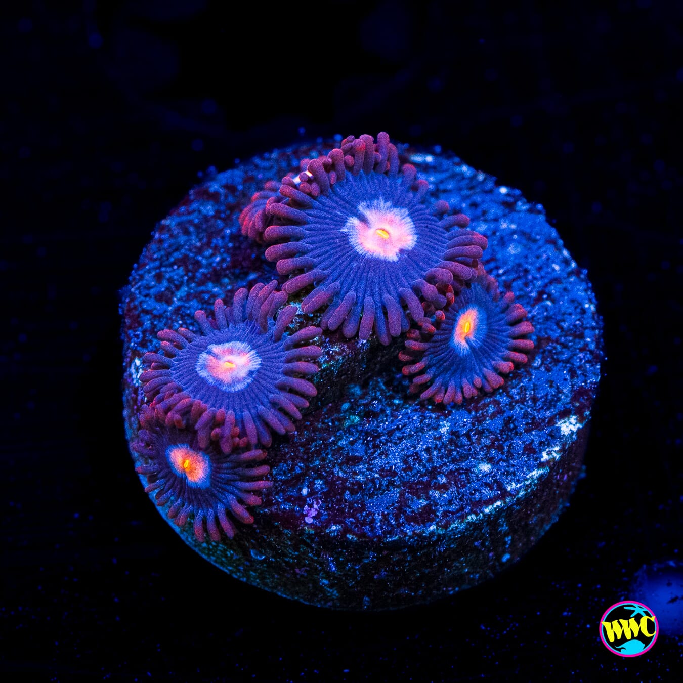 WWC Blue Steel Zoanthids - Actinic Photo