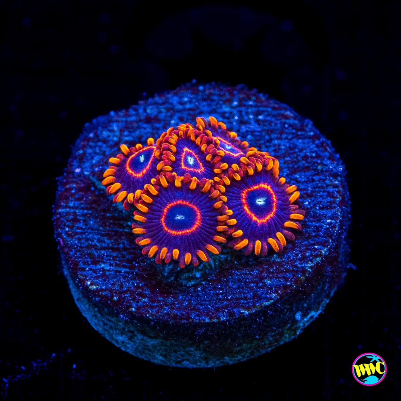 Red Hornet Zoanthids - Actinic Photo