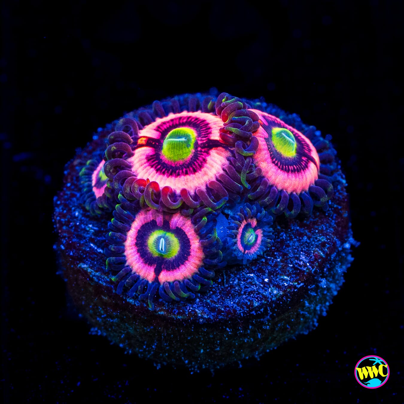 WWC Ultimate Bubblegum Pink Zoanthids - Actinic Photo