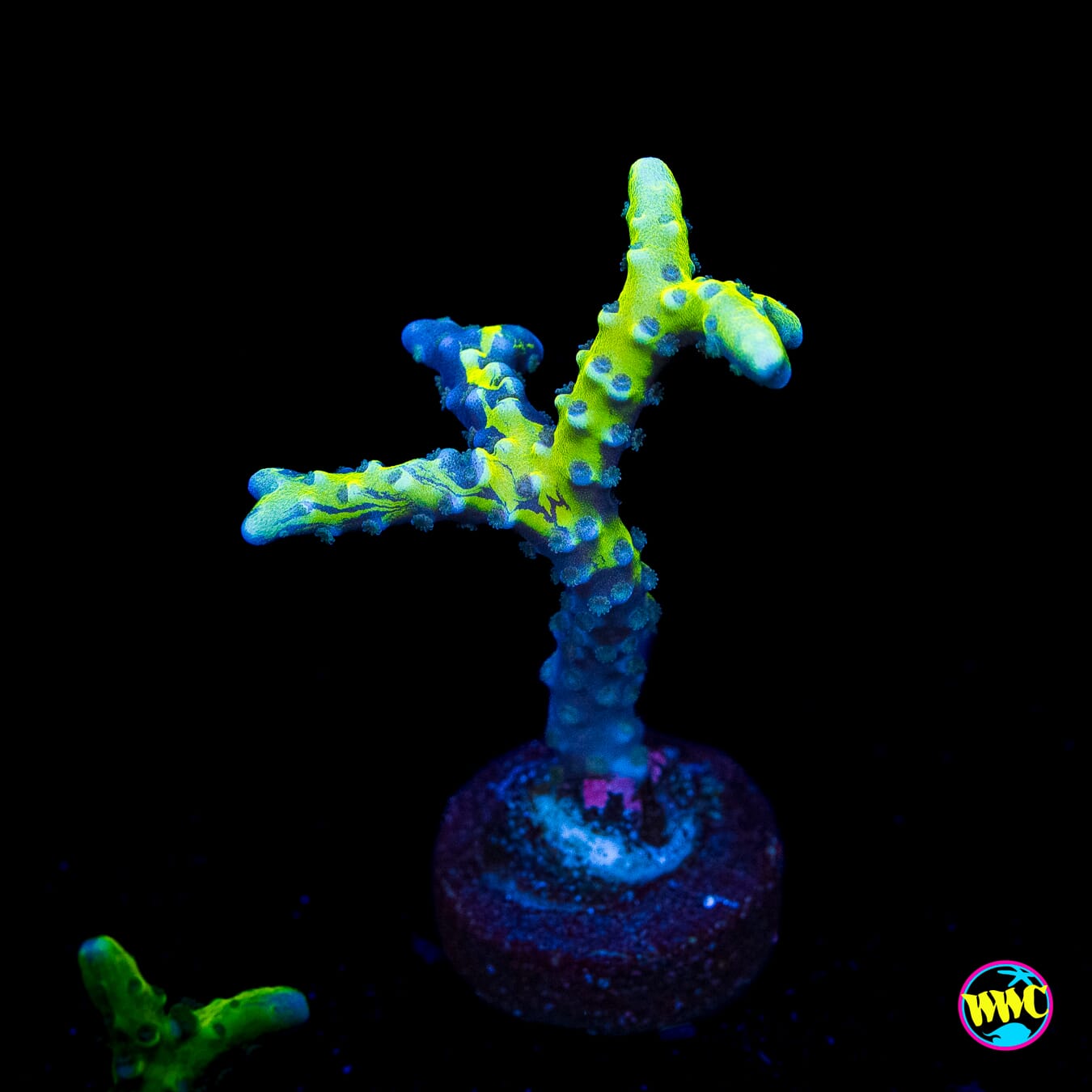 Golden Rod Grafted Anacropora - Actinic Photo