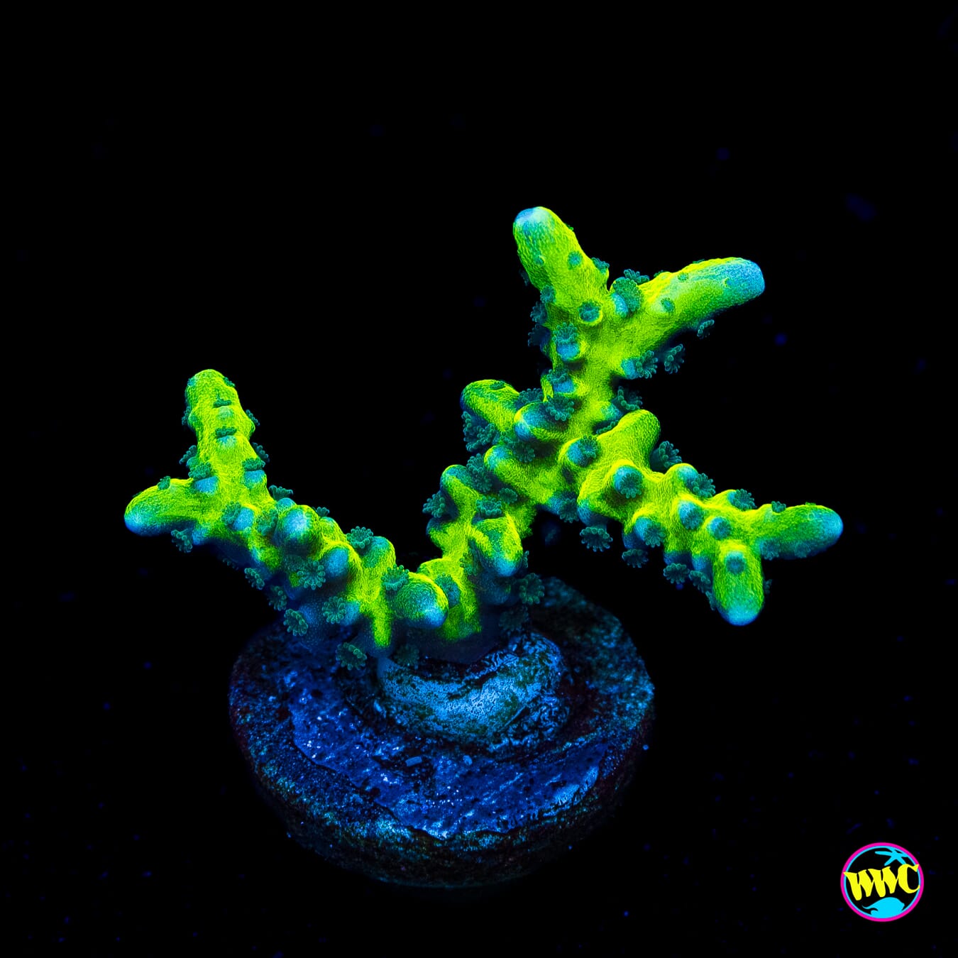 Banana Hammock Anacropora - Actinic Photo