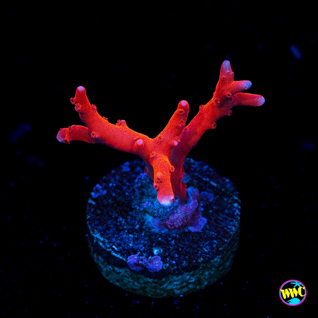 Jason Fox TNT Anacropora - Actinic Photo