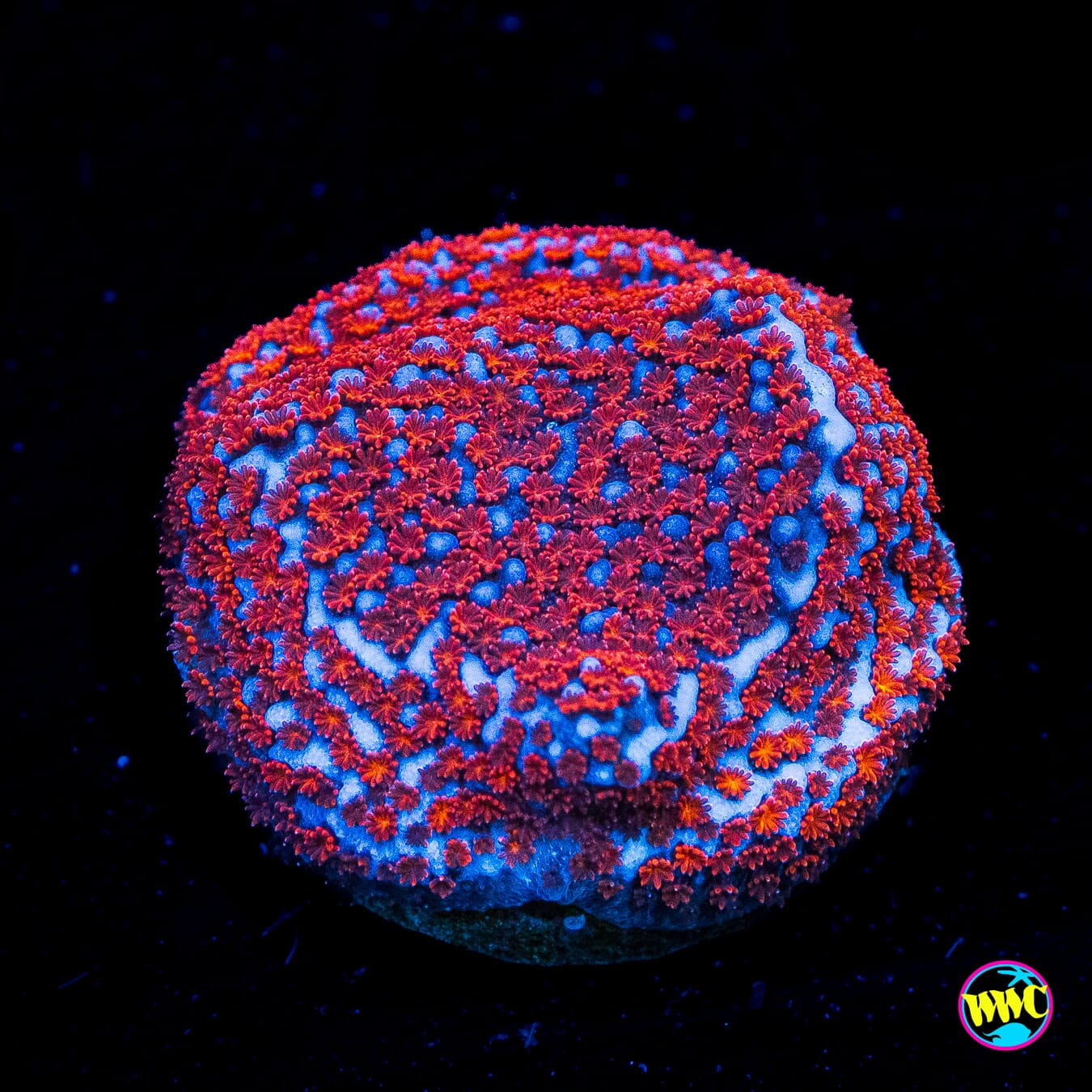 Superman Montipora - Actinic Photo