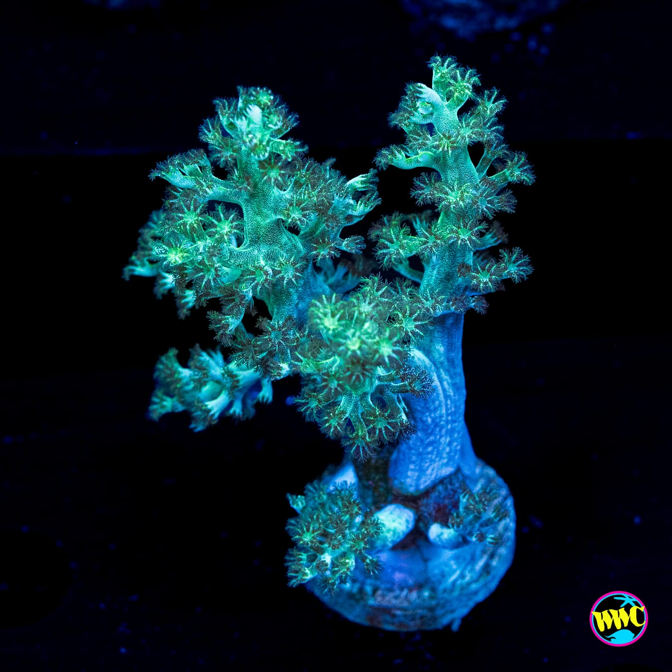 WWC Solomon Hairy Leather - Actinic Photo