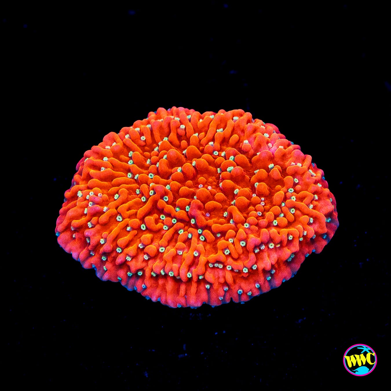 Jason Fox Snow Cap Montipora - Actinic Photo