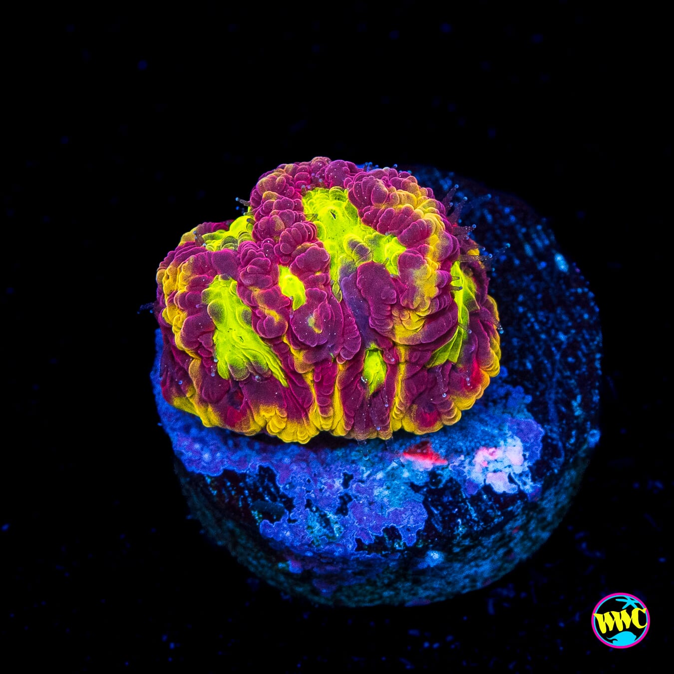 WWC Blood Diamond Favites - Actinic Photo