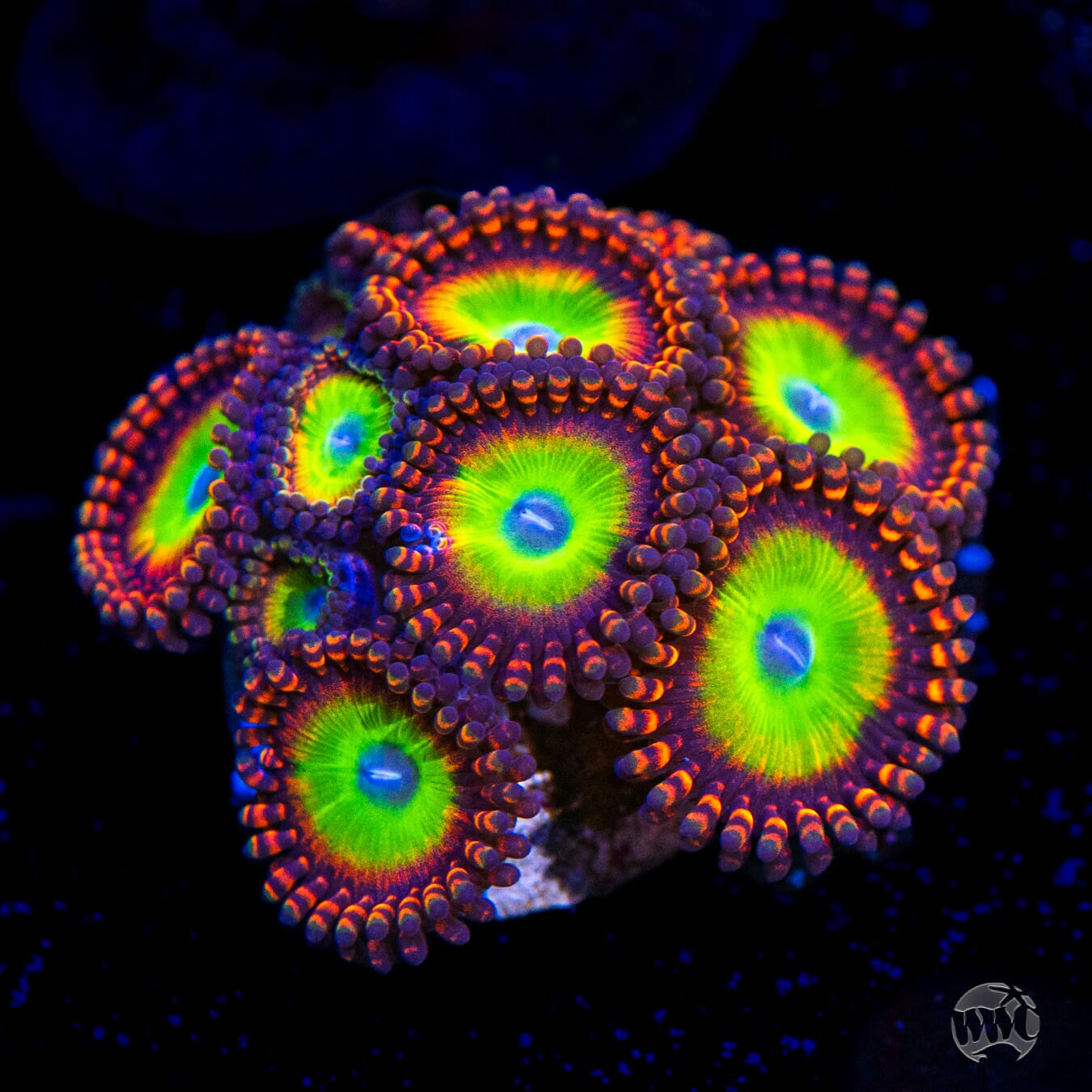 LG Candy Apple Red Zoanthids - Daylight Photo