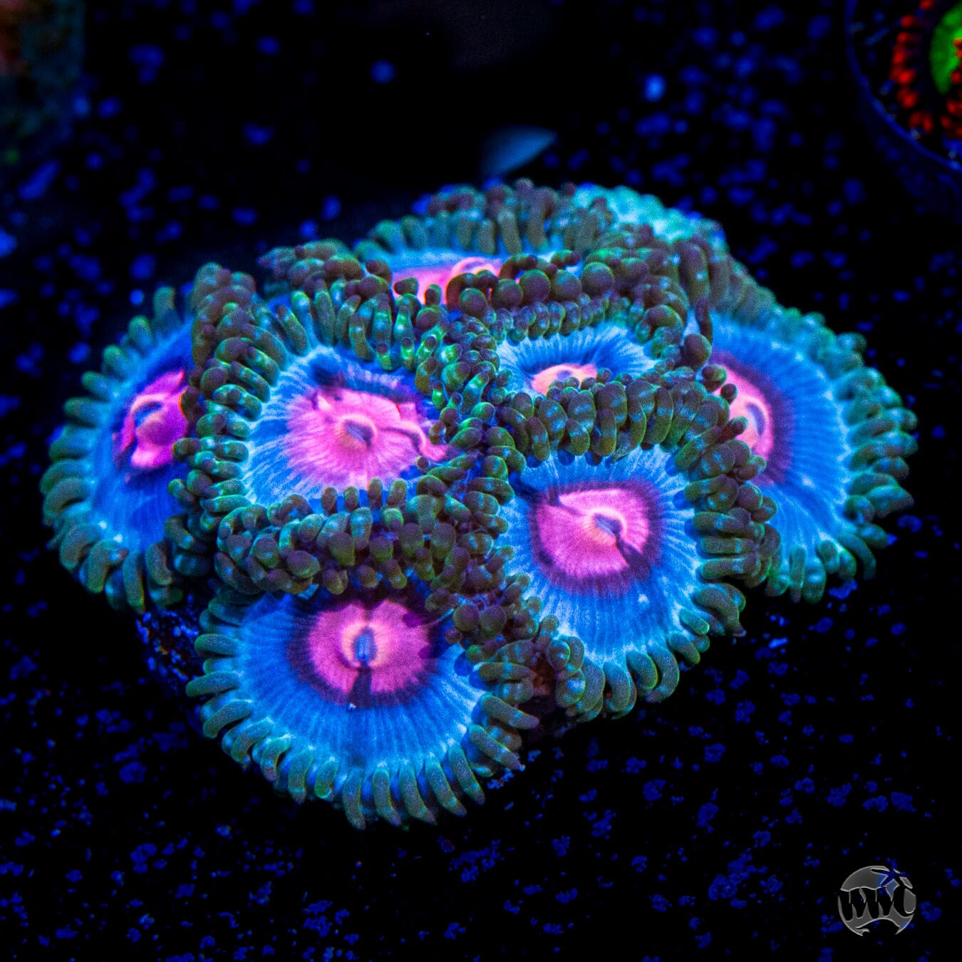 LG Jason Fox Poison Potion Zoanthids