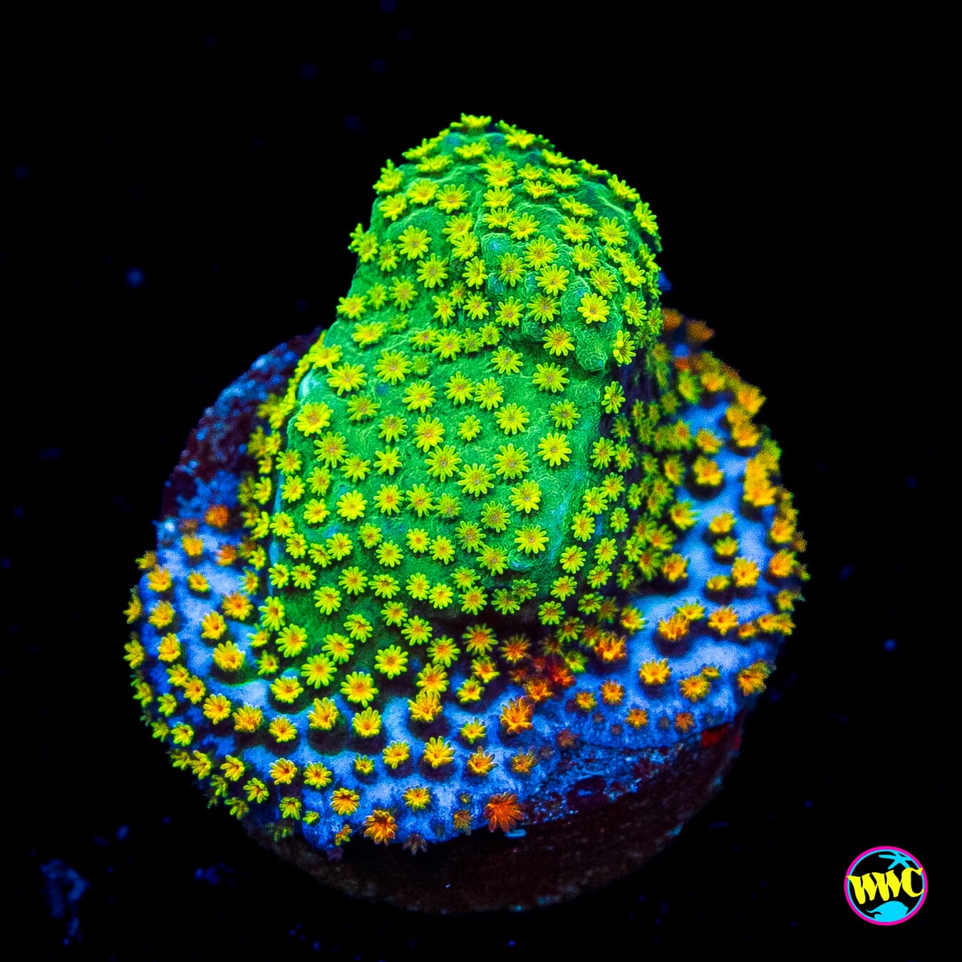 Jason Fox Grafted Rainbow Montipora - Actinic Photo