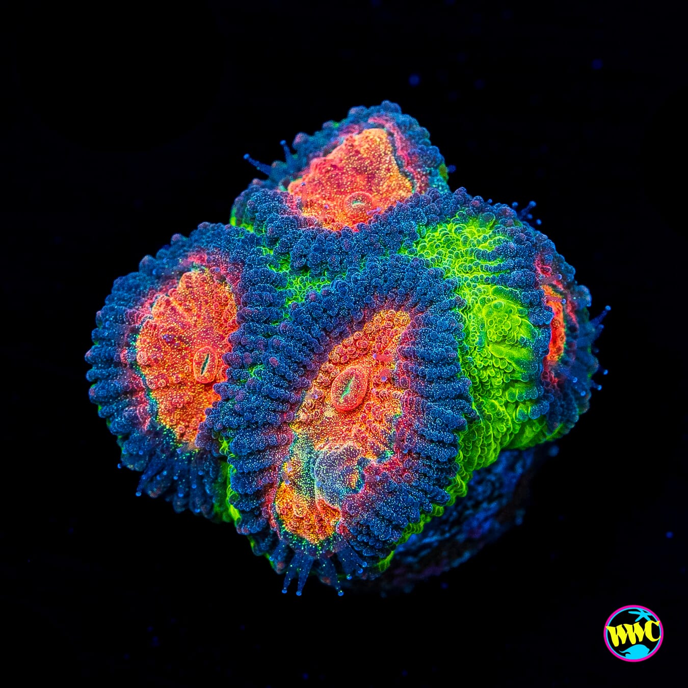 WWC Earthquake Favia - Actinic Photo