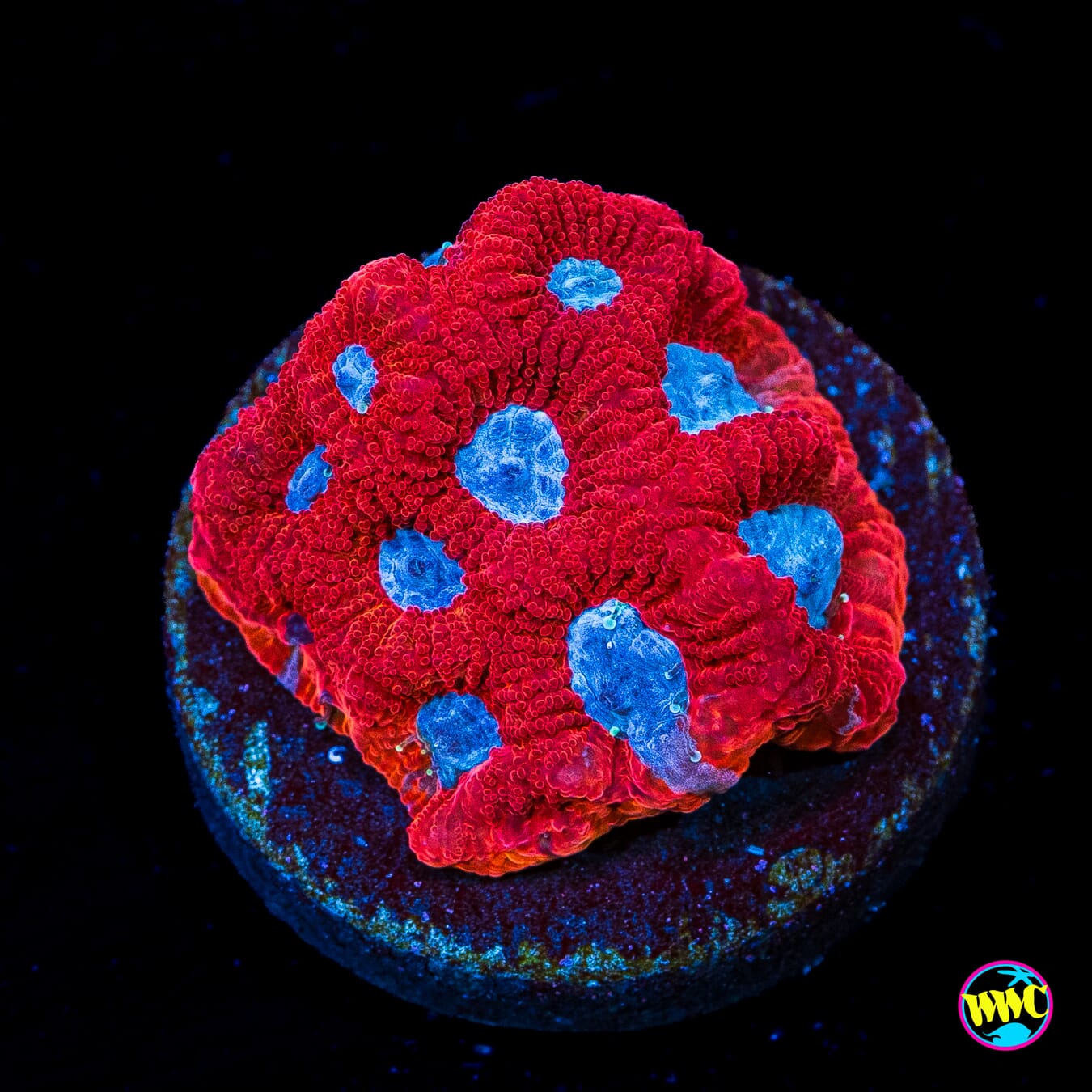 WWC Silver Fox Favites - Actinic Photo